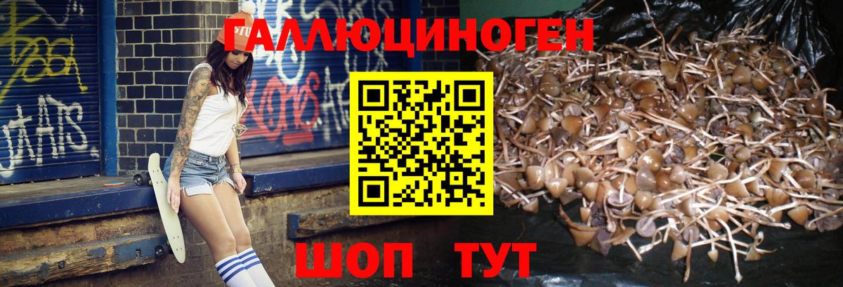 Псилоцибиновые грибы Cubensis Ревда
